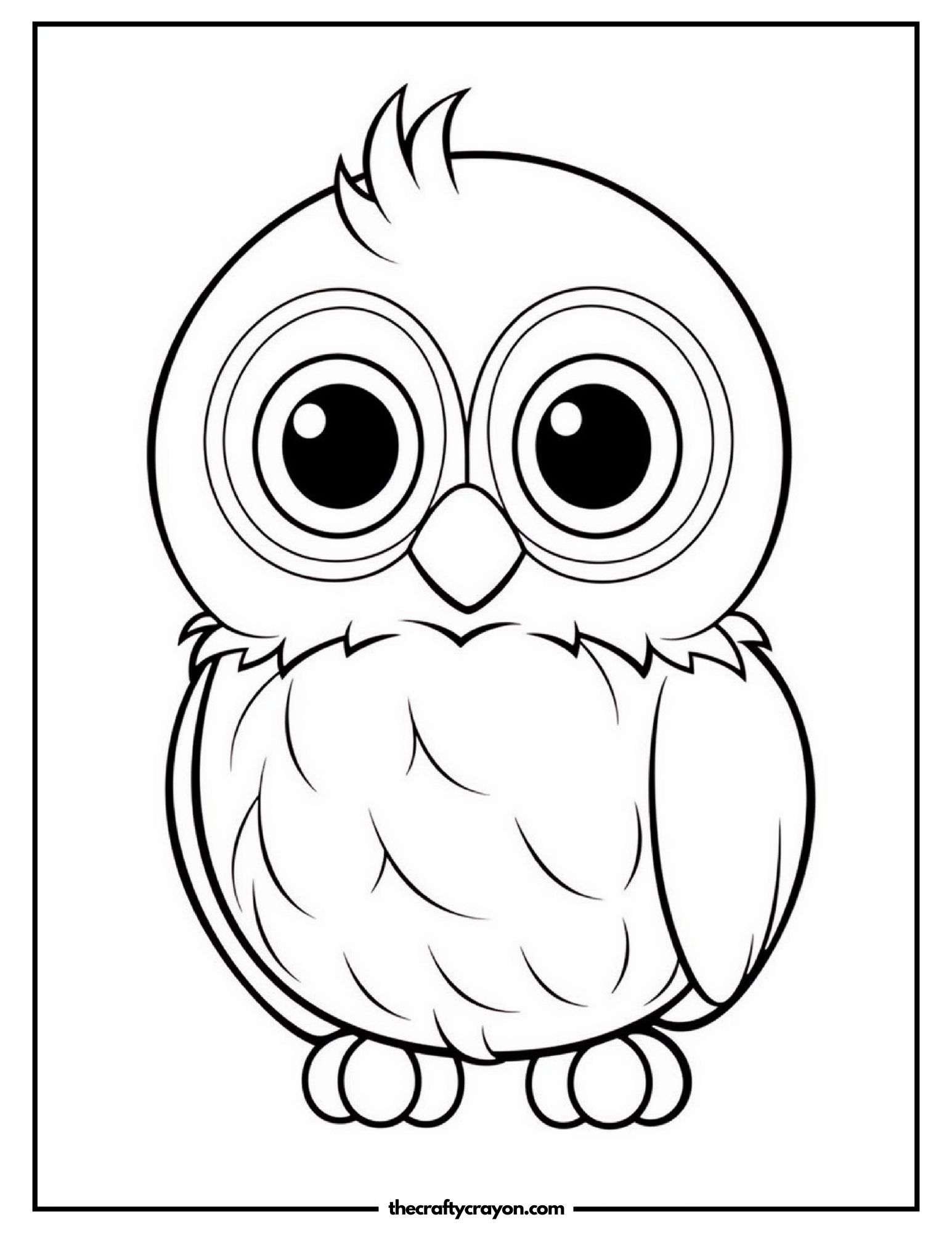 Baby Owl Staring