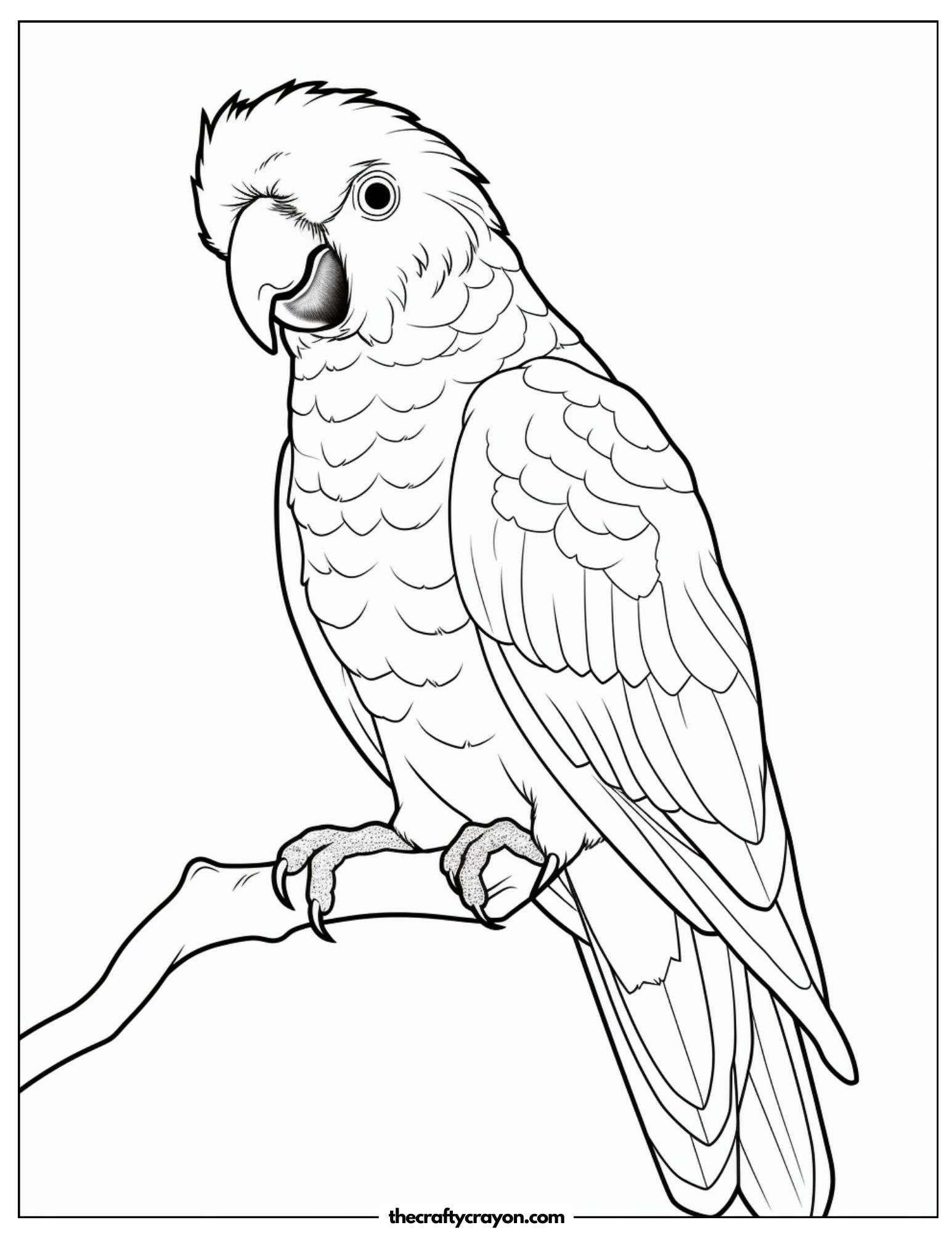 Colorful Parrot Sitting