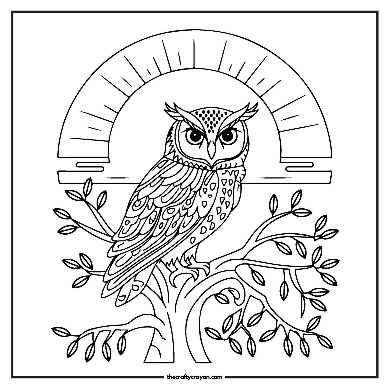 Owl Perched In A Tree At Sunset
