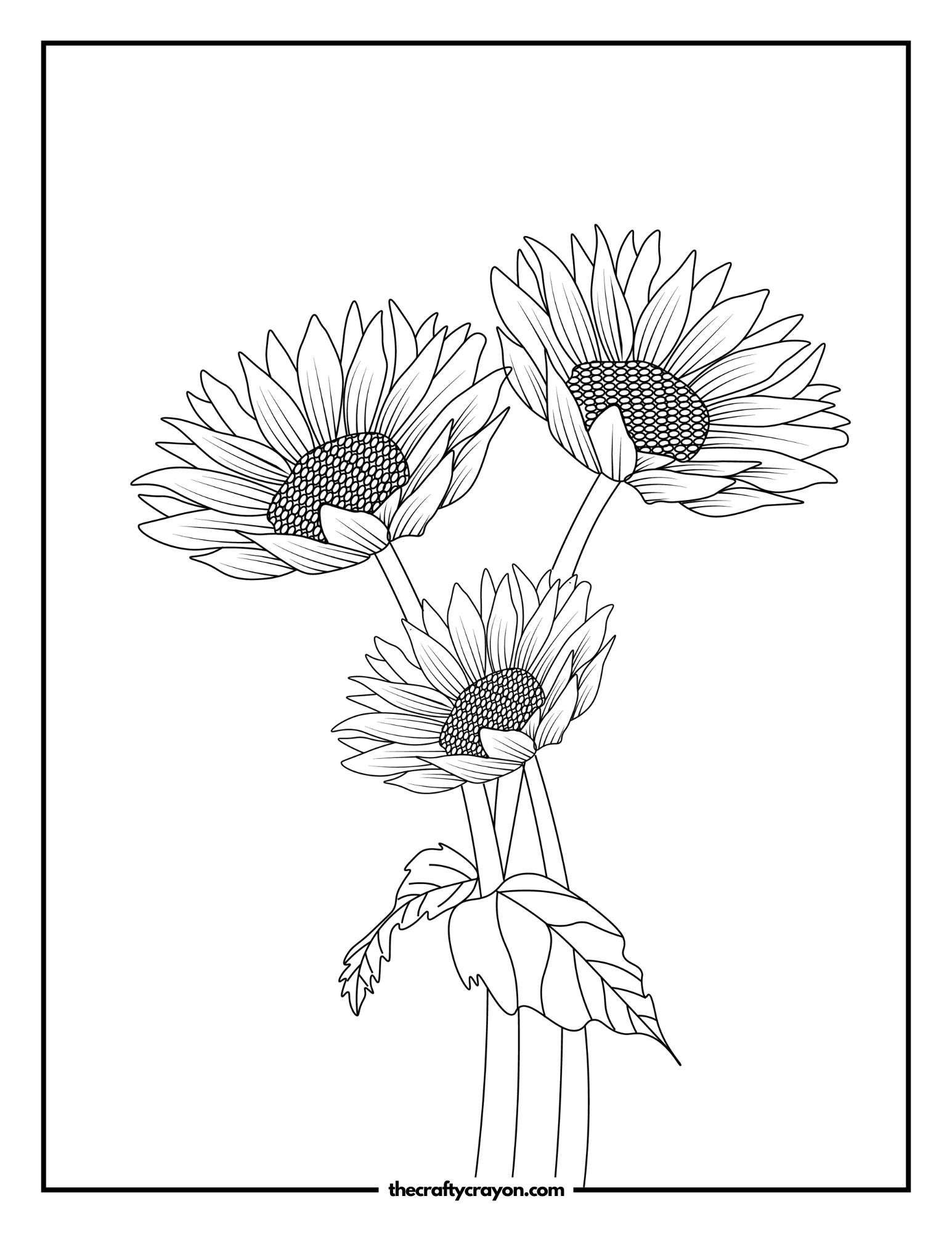Radiant Sunflowers in Nature