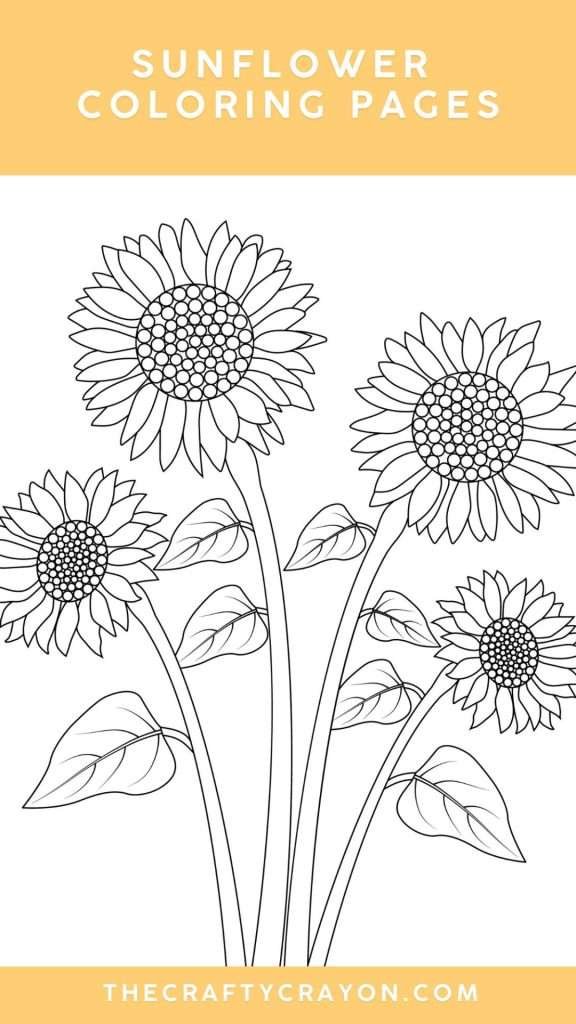 Sunflower coloring sheets Sunflower coloring sheets
