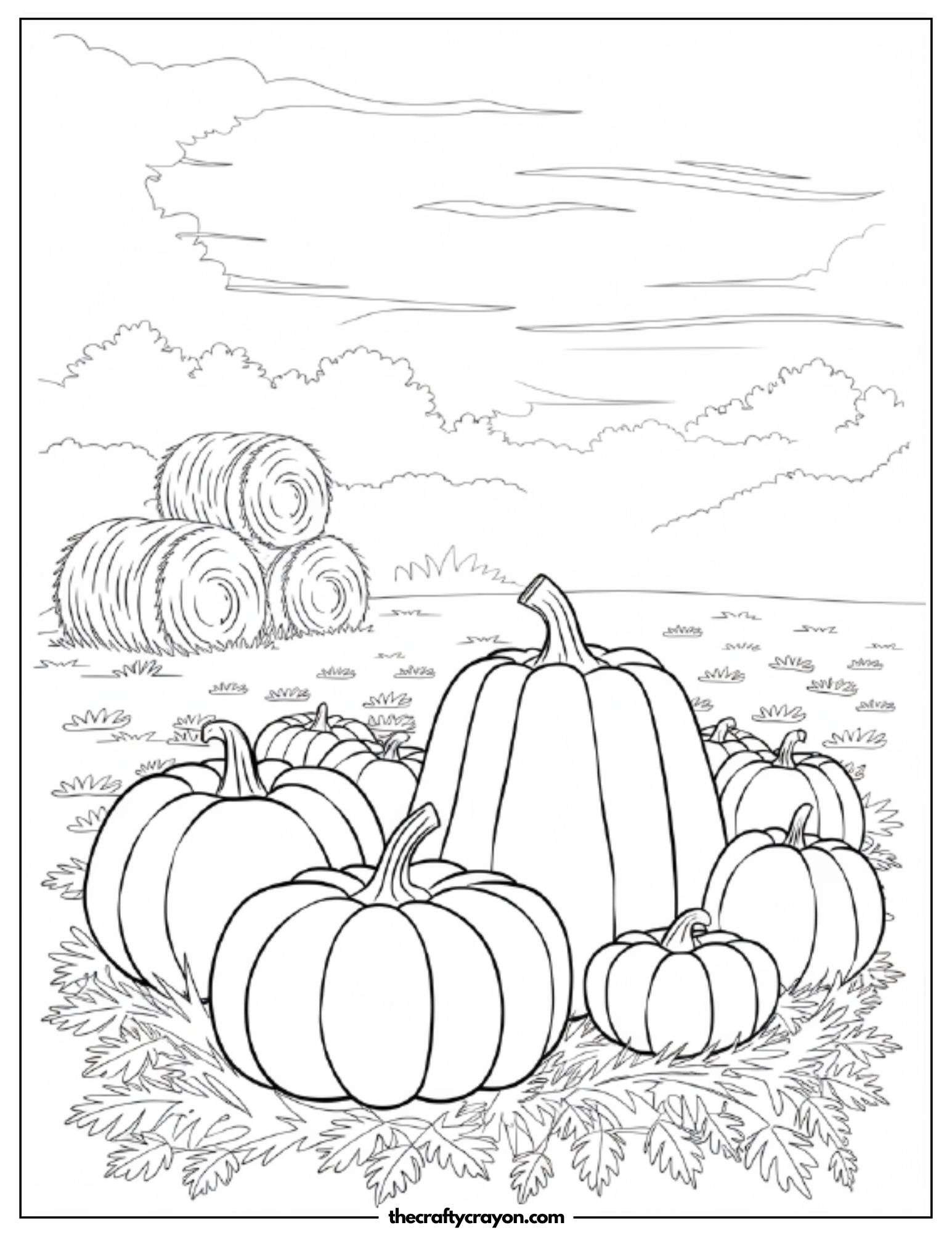 A pumpkin patch in a fall setting