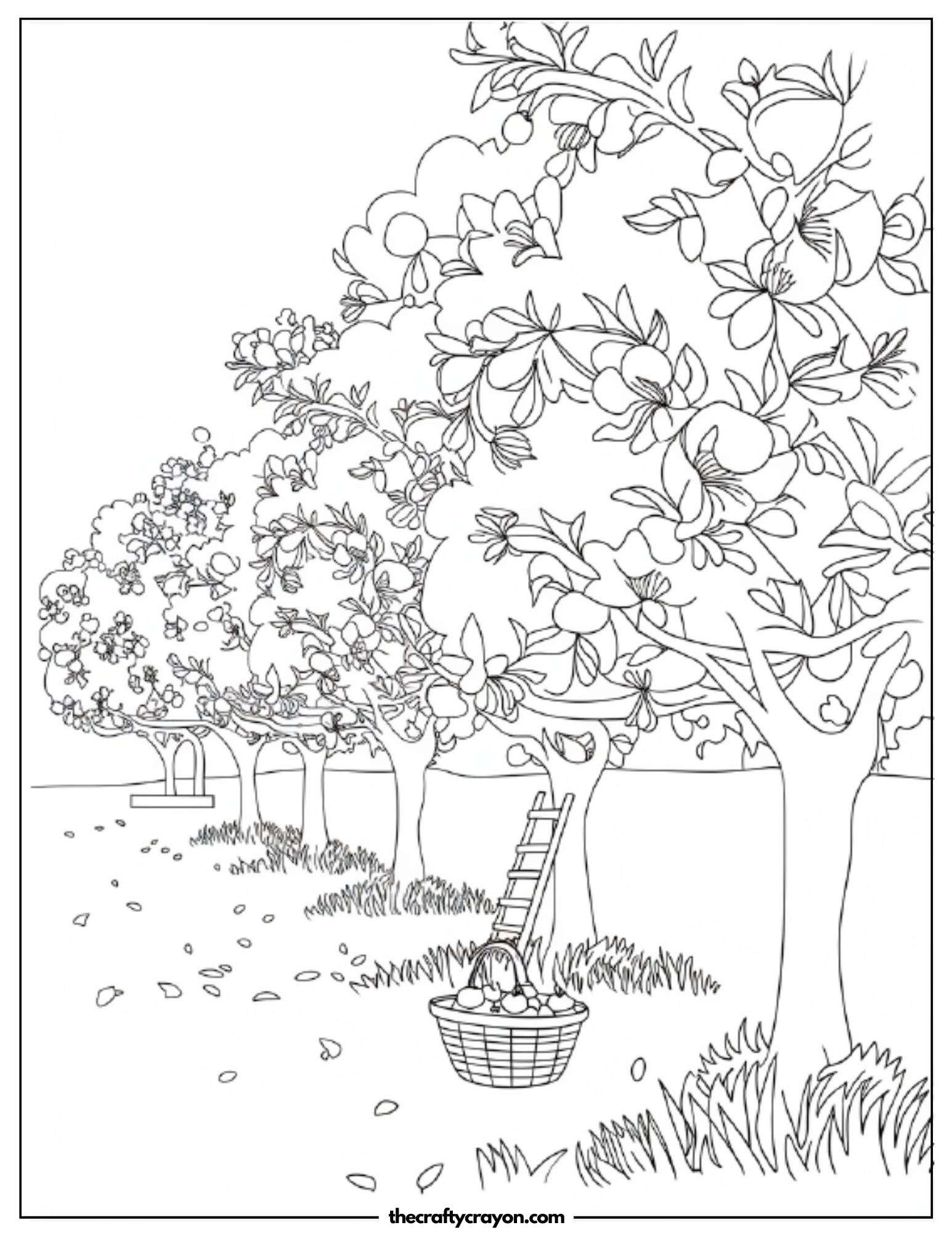 An orchard full of blossoming fruit trees