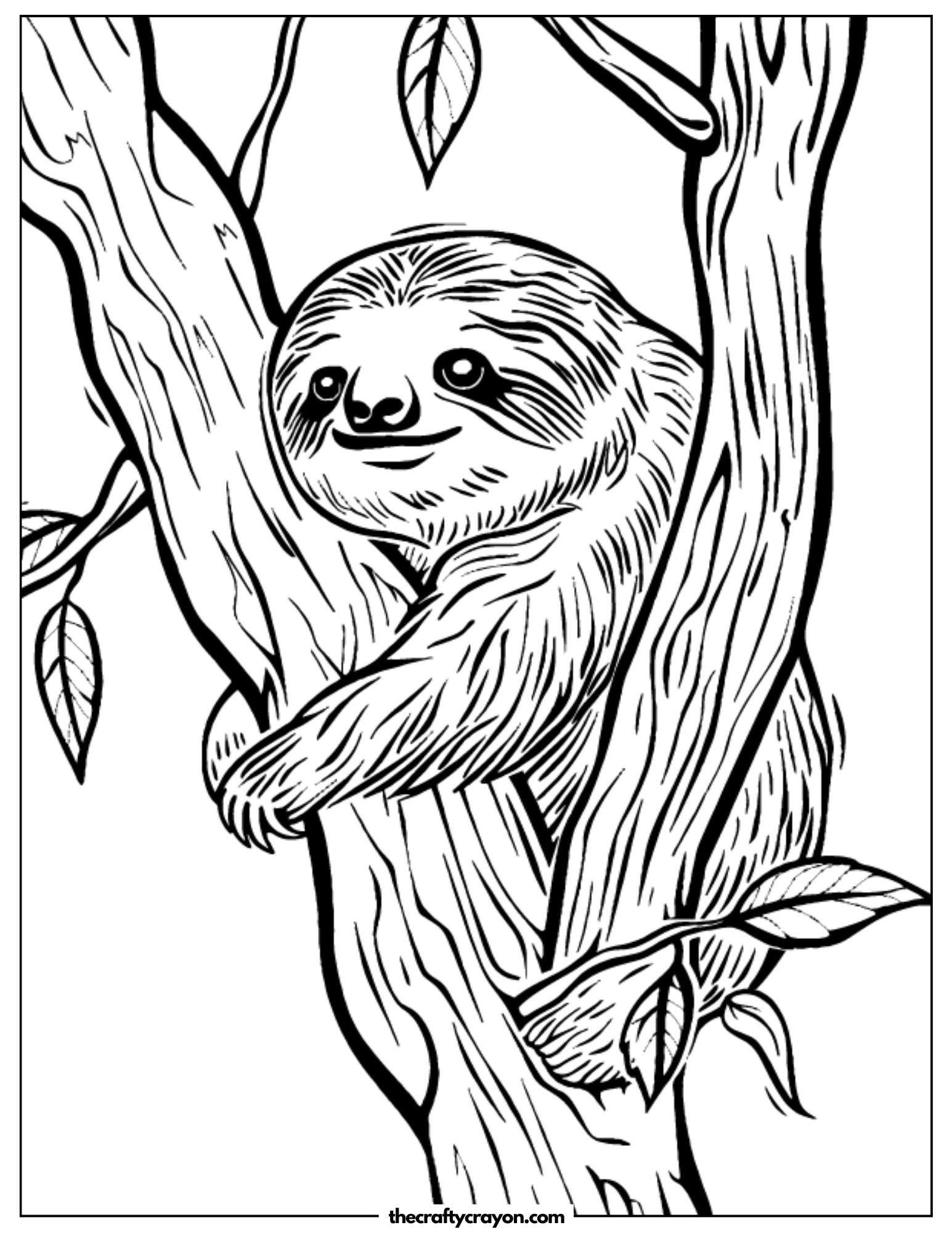 Sloth Hugging A Tree Branch Coloring Page